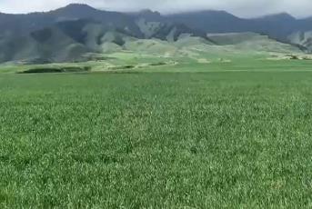 好山好水孕育好庄稼 天山脚下数...