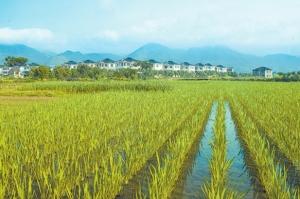 发力“地、种、技、人”提升粮食...